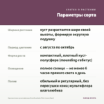 Хризантема мультифлора Branfountain Pink (срез/5шт) — параметры сорта