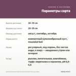 Хризантема мультифлора Branfountain Pink (срез/5шт) — параметры сорта
