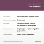 Хризантема мультифлора Branfountain Pink (срез/5шт) — что приедет