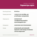 Хризантема мультифлора Branfountain Purple (0,1л) — параметры сорта
