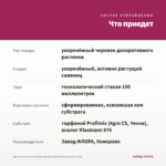 Хризантема мультифлора Branfountain Purple (0,1л) — что приедет