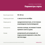 Хризантема мультифлора Branfountain Purple (срез/5шт) — параметры сорта