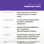 Хризантема мультифлора Branfountain Purple (срез/5шт) — параметры сорта