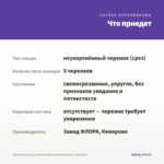 Хризантема мультифлора Branfountain Purple (срез/5шт) — что приедет