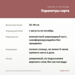 Хризантема мультифлора Branfountain Salmon (срез/5шт) — параметры сорта