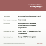 Хризантема мультифлора Branfountain Salmon (срез/5шт) — что приедет