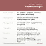 Хризантема мультифлора Branfountain Salmon (срез/5шт) — параметры сорта