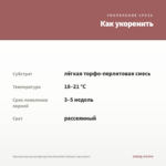 Хризантема мультифлора Branfountain Salmon (срез/5шт) — как укоренить черенок