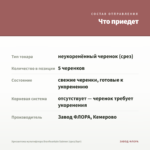 Хризантема мультифлора Branfountain Salmon (срез/5шт) — что приедет