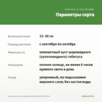 Хризантема мультифлора Branfountain White (0,1л) — параметры сорта