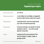 Хризантема мультифлора Branfountain White (срез/5шт) — параметры сорта