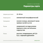 Хризантема мультифлора Branfountain White (срез/5шт) — параметры сорта