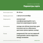 Хризантема мультифлора Brannobless White (0,1л) — параметры сорта