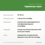 Хризантема мультифлора Brannobless White (срез/5шт) — параметры сорта