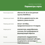 Хризантема мультифлора Brannobless White (срез/5шт) — параметры сорта