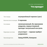 Хризантема мультифлора Brannobless White (срез/5шт) — что приедет
