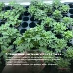 Хризантема мультифлора Branqueen Pink (0,1л) — в таком виде растение уходит в заказ