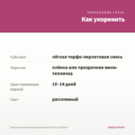 Хризантема мультифлора Branqueen Pink (срез/5шт) — как укоренить черенок
