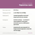 Хризантема мультифлора Branqueen Purple (0,1л) — параметры сорта