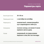 Хризантема мультифлора Branqueen Purple (срез/5шт) — параметры сорта