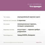 Хризантема мультифлора Branqueen Purple (срез/5шт) — что приедет
