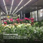 Хризантема мультифлора Branqueen Purple (срез/5шт) — откуда растение: вертикальная ферма Завода ФЛОРА в Кемерово