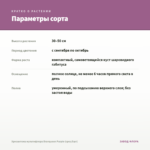 Хризантема мультифлора Branqueen Purple (срез/5шт) — параметры сорта