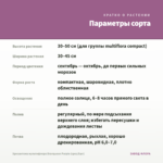 Хризантема мультифлора Branqueen Purple (срез/5шт) — параметры сорта