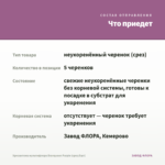 Хризантема мультифлора Branqueen Purple (срез/5шт) — что приедет