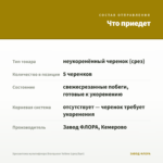 Хризантема мультифлора Branqueen Yellow (срез/5шт) — что приедет