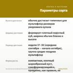 Хризантема мультифлора Branqueen Yellow (срез/5шт) — параметры сорта