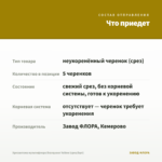 Хризантема мультифлора Branqueen Yellow (срез/5шт) — что приедет
