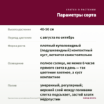Хризантема мультифлора Branroyal Pink (0,1л) — параметры сорта