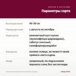 Хризантема мультифлора Branroyal Pink (срез/5шт) — параметры сорта