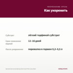 Хризантема мультифлора Branroyal Pink (срез/5шт) — как укоренить черенок
