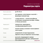 Хризантема мультифлора Branroyal Pink (срез/5шт) — параметры сорта