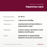 Хризантема мультифлора Branroyal Purple (0,1л) — параметры сорта