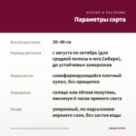 Хризантема мультифлора Branroyal Purple (срез/5шт) — параметры сорта