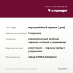 Хризантема мультифлора Branroyal Purple (срез/5шт) — что приедет