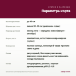 Хризантема мультифлора Branroyal Purple (срез/5шт) — параметры сорта