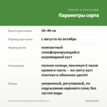 Хризантема мультифлора Branroyal White (0,1л) — параметры сорта