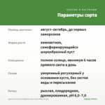 Хризантема мультифлора Branroyal White (0,1л) — параметры сорта