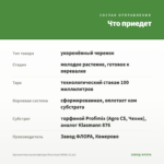 Хризантема мультифлора Branroyal White (0,1л) — что приедет