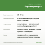 Хризантема мультифлора Branroyal White (срез/5шт) — параметры сорта
