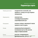 Хризантема мультифлора Branroyal White (срез/5шт) — параметры сорта