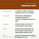 Хризантема мультифлора Bransound Dark Orange (0,1л) — параметры сорта