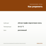Хризантема мультифлора Bransound Dark Orange (срез/5шт) — как укоренить черенок