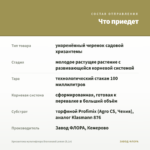 Хризантема мультифлора Bransound Lemon (0,1л) — что приедет