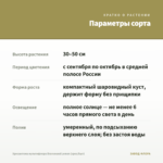 Хризантема мультифлора Bransound Lemon (срез/5шт) — параметры сорта