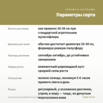 Хризантема мультифлора Bransound Lemon (срез/5шт) — параметры сорта